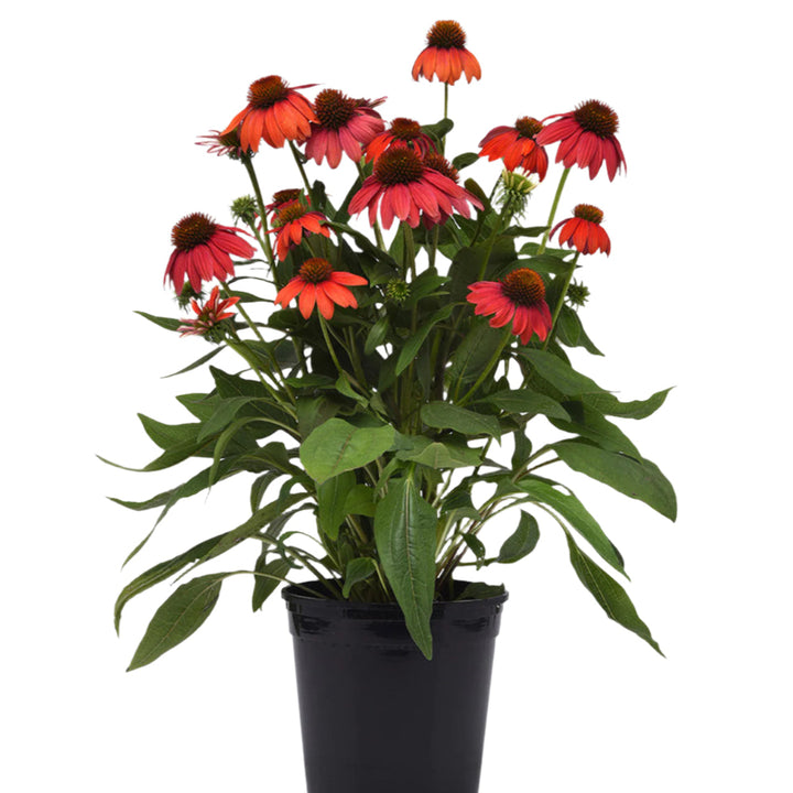 Echinacea Artisan™ Red Ombre