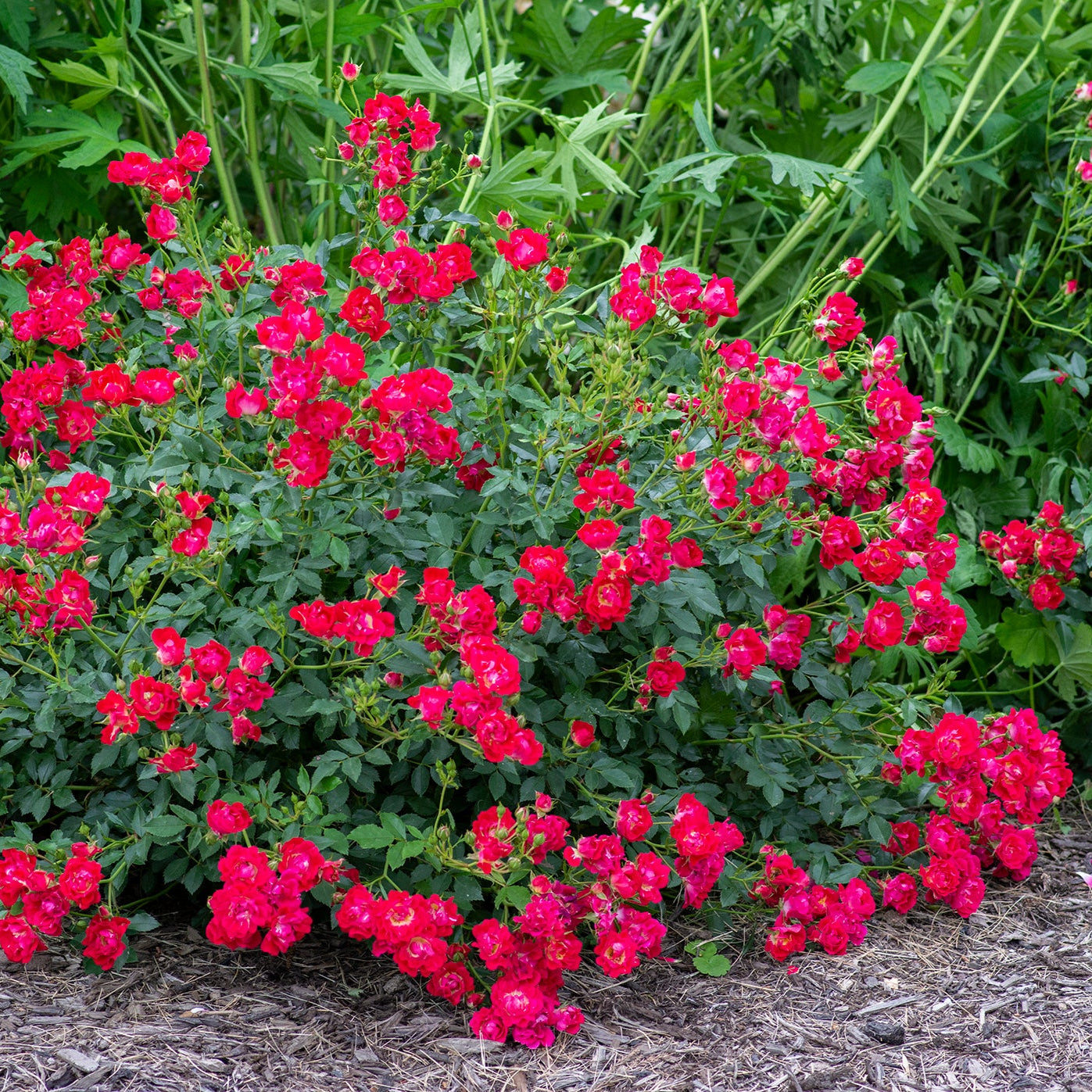 Red Drift® Rose