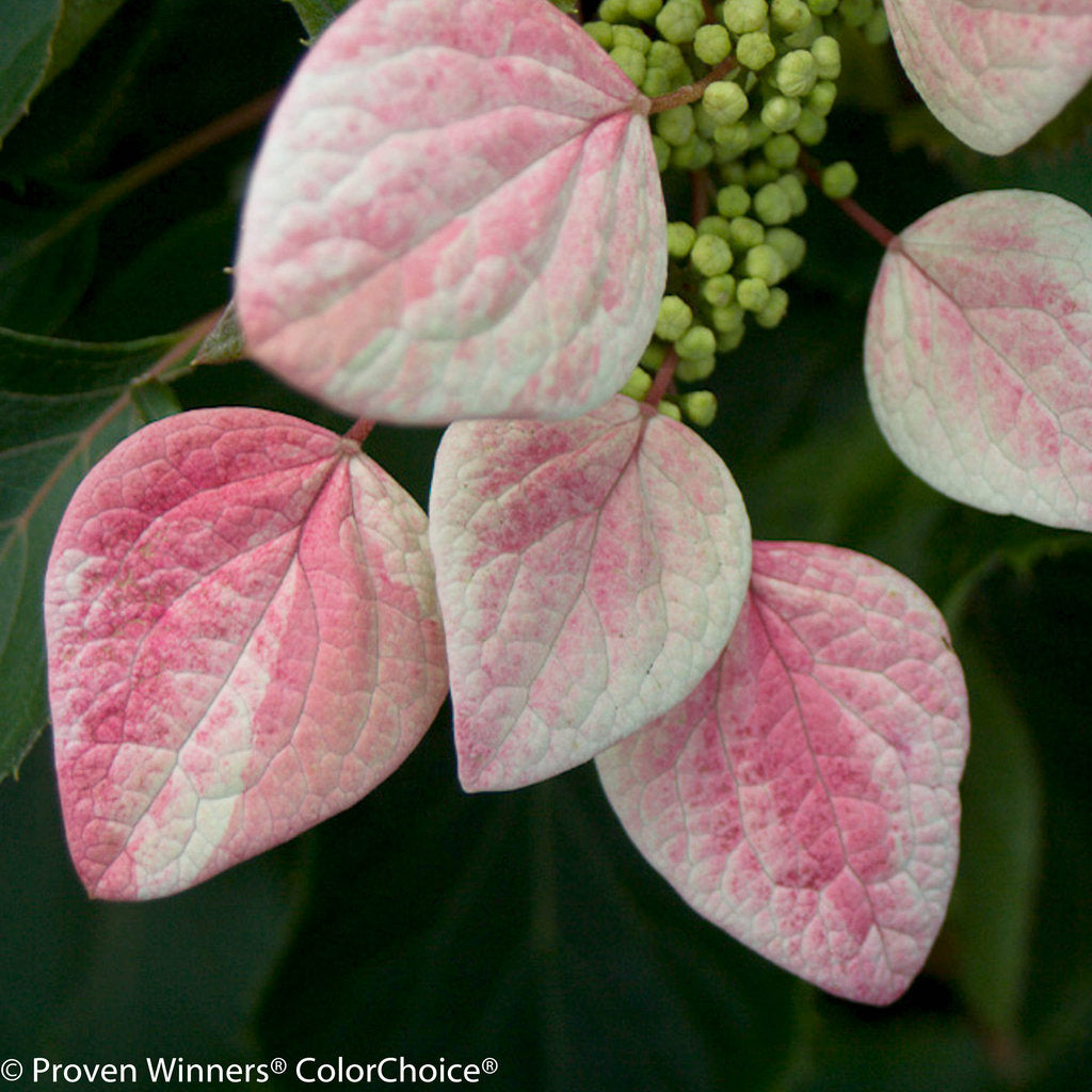 PERENNIAL VINE Rose Sensation™ Climbing Hydrangea