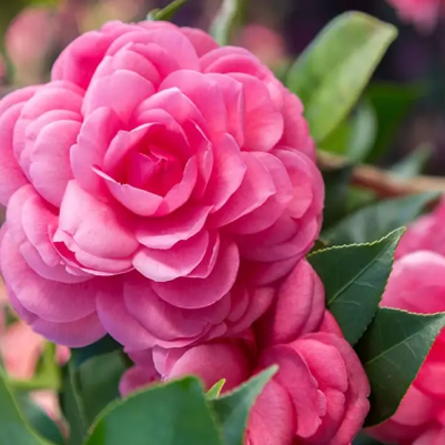 Close-up of pink flowers with green leaves
