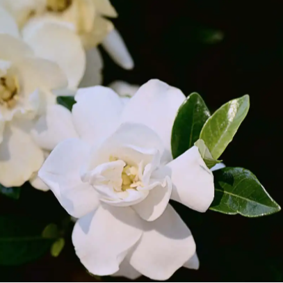 Gardenia Jubilation™