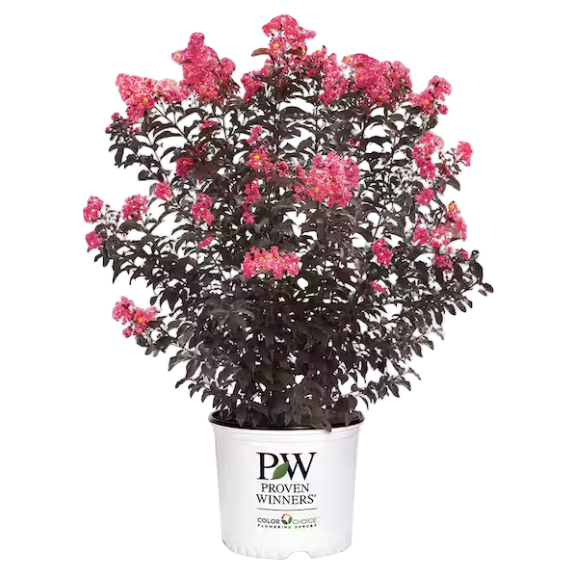 Potted plant with pink flowers and a Proven Winners label on a white background