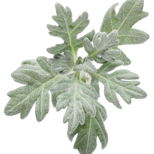 Silver Bullet® Wormwood