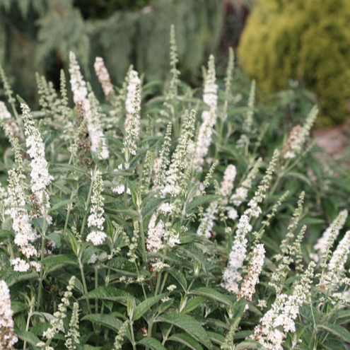White flowering plants with green leaves in a garden setting