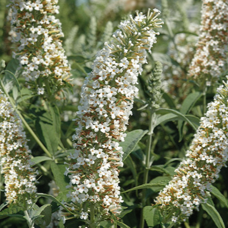 White flower spikes with green leaves against a blurred natural background
