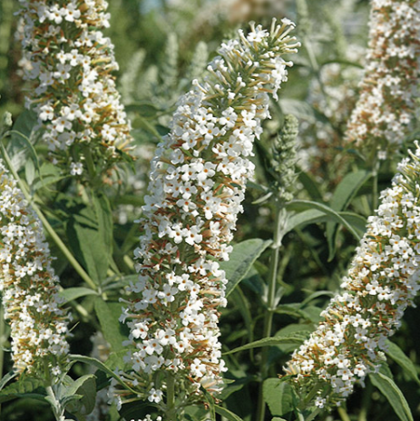 White flower spikes with green leaves against a blurred natural background