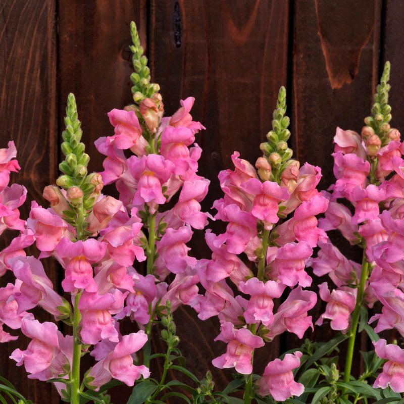 Snapdragon 'Speedy Sonnet Rose'