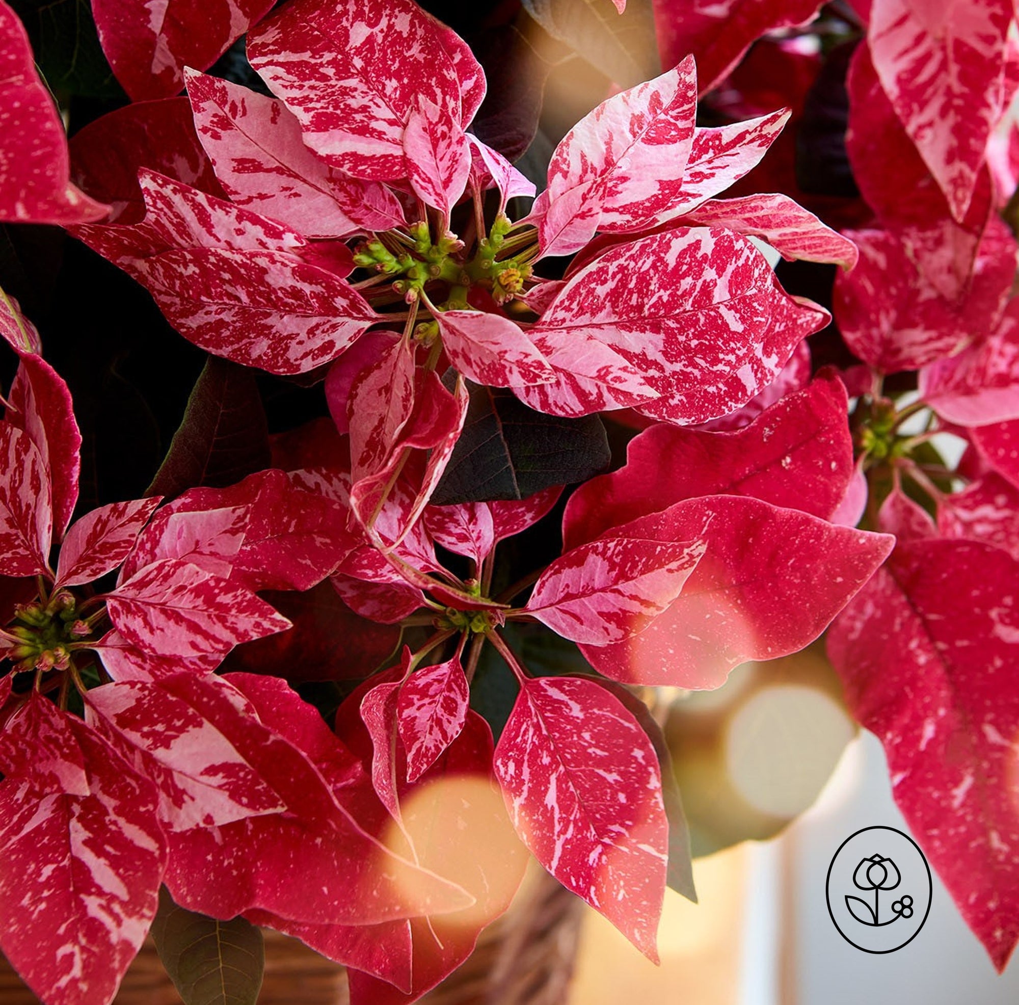 6.5" Poinsettia 'Sparkling Rogue'