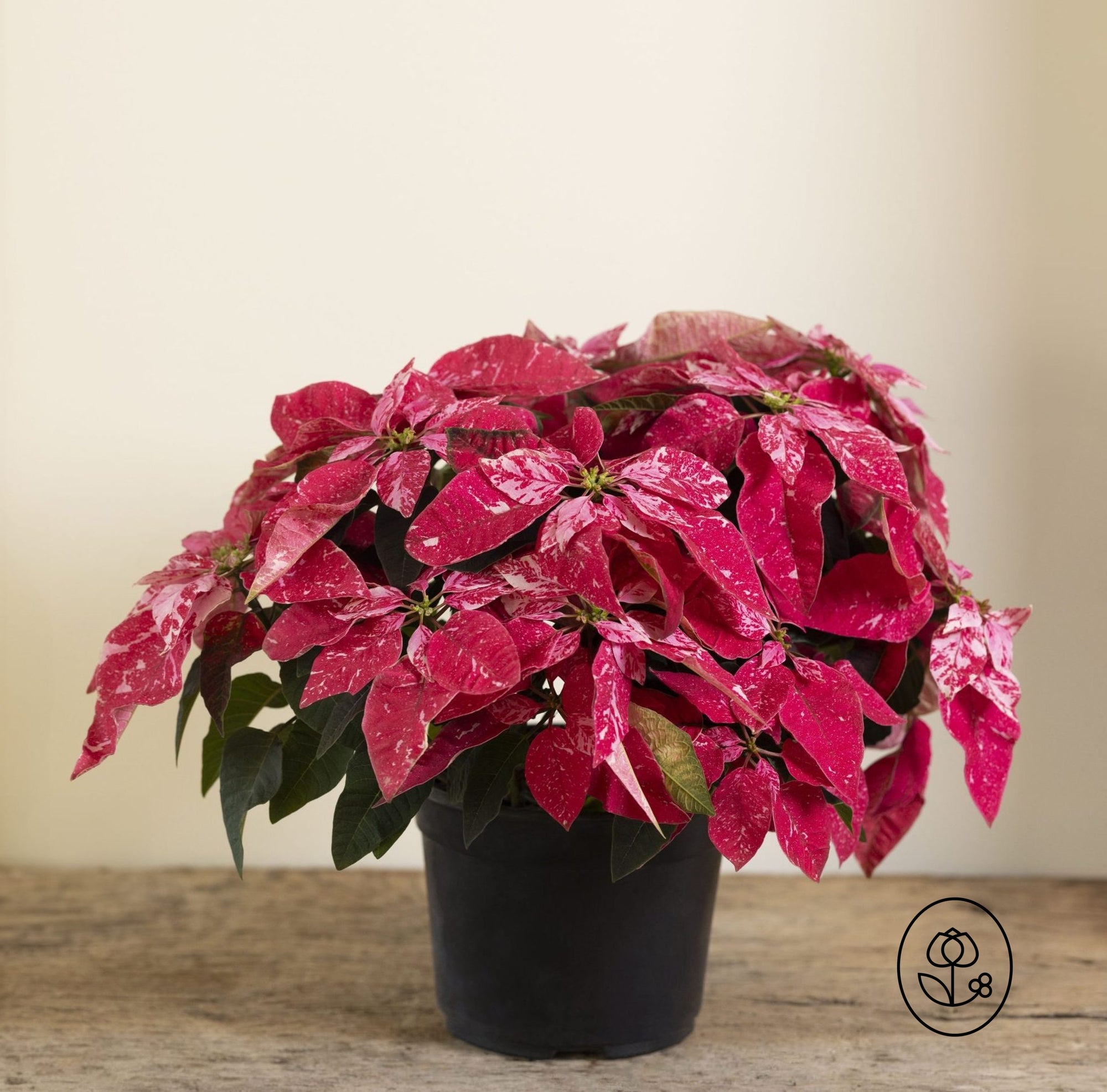 6.5" Poinsettia 'Sparkling Rogue'
