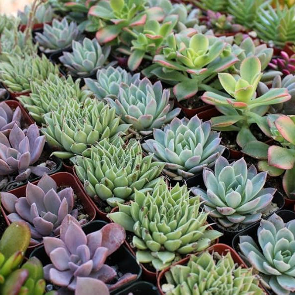 Collection of various succulent plants in small pots.