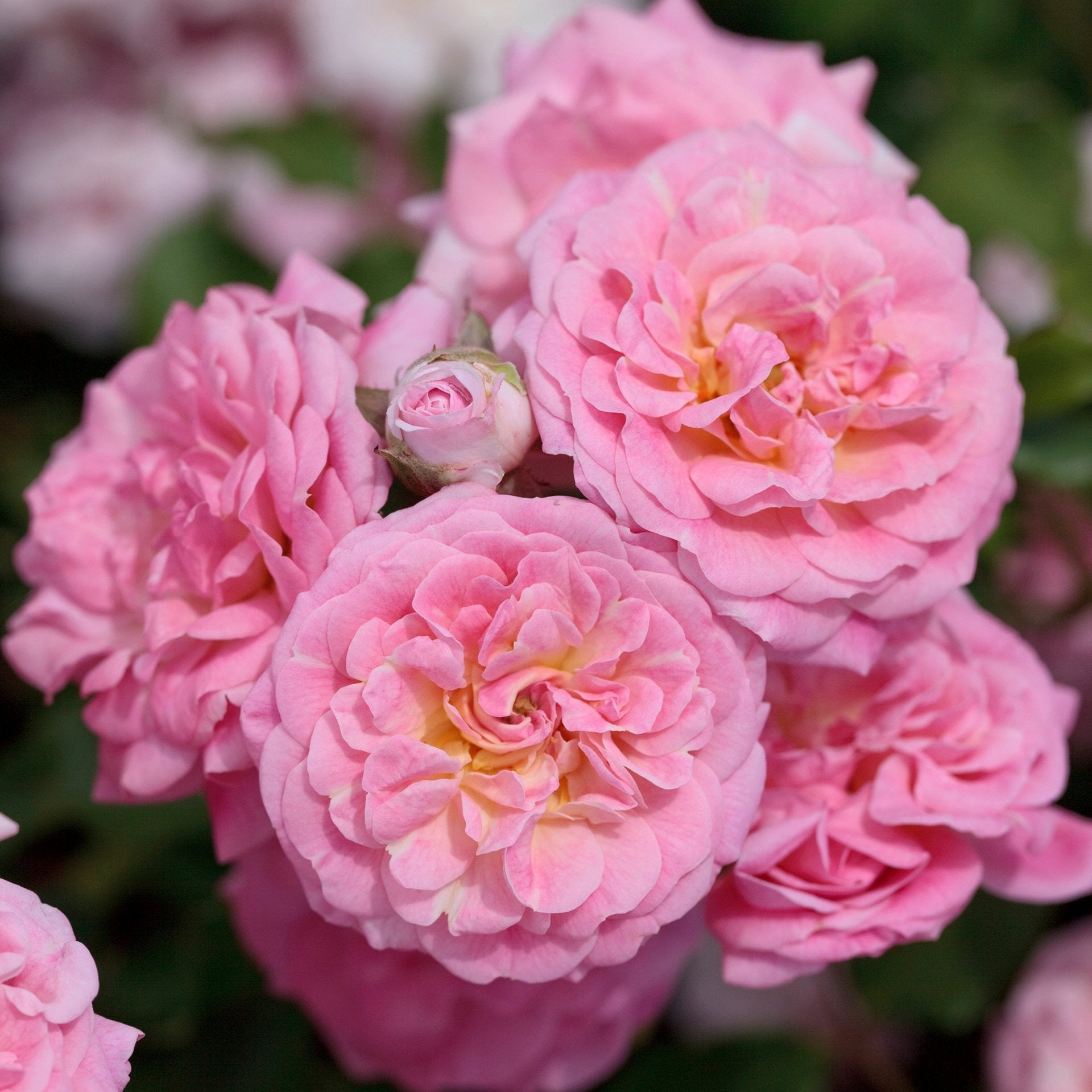 Sweet Drift® Rose