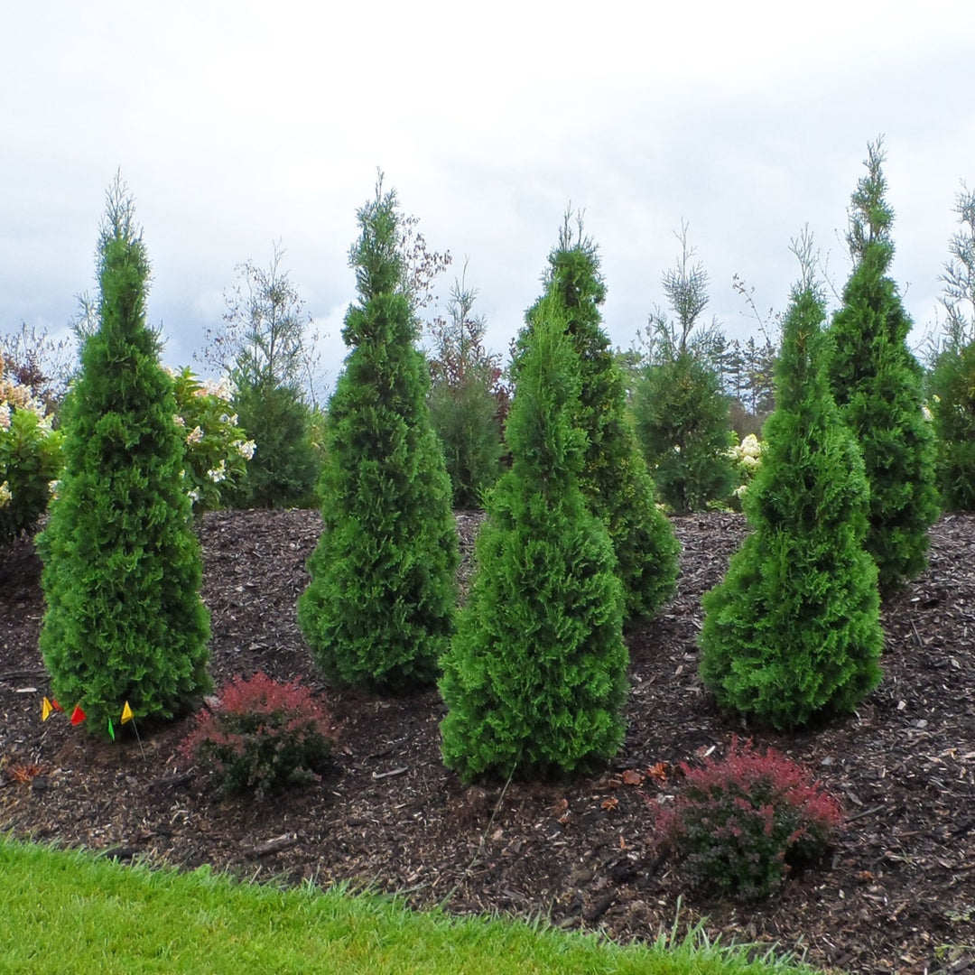Group of conifer trees in a garden setting with a cloudy sky.