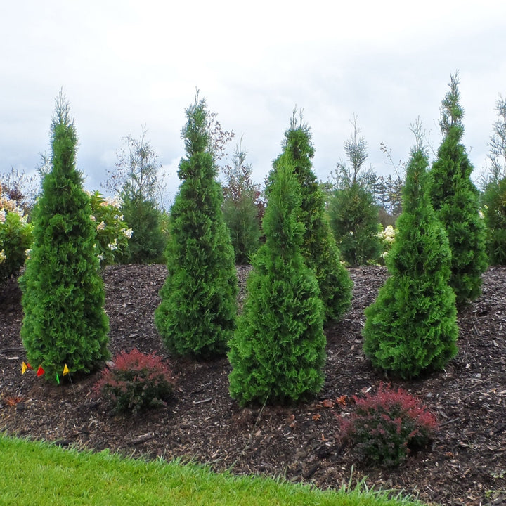 Group of conifer trees in a garden setting with a cloudy sky.