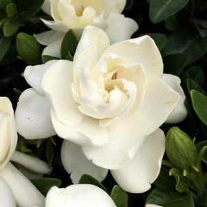Gardenia Jubilation™