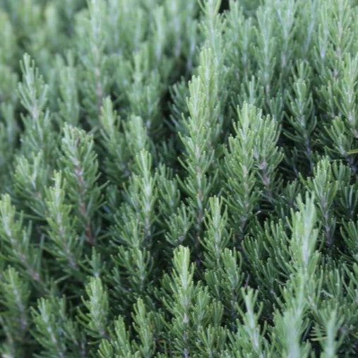 'Tuscan Blue' Rosemary