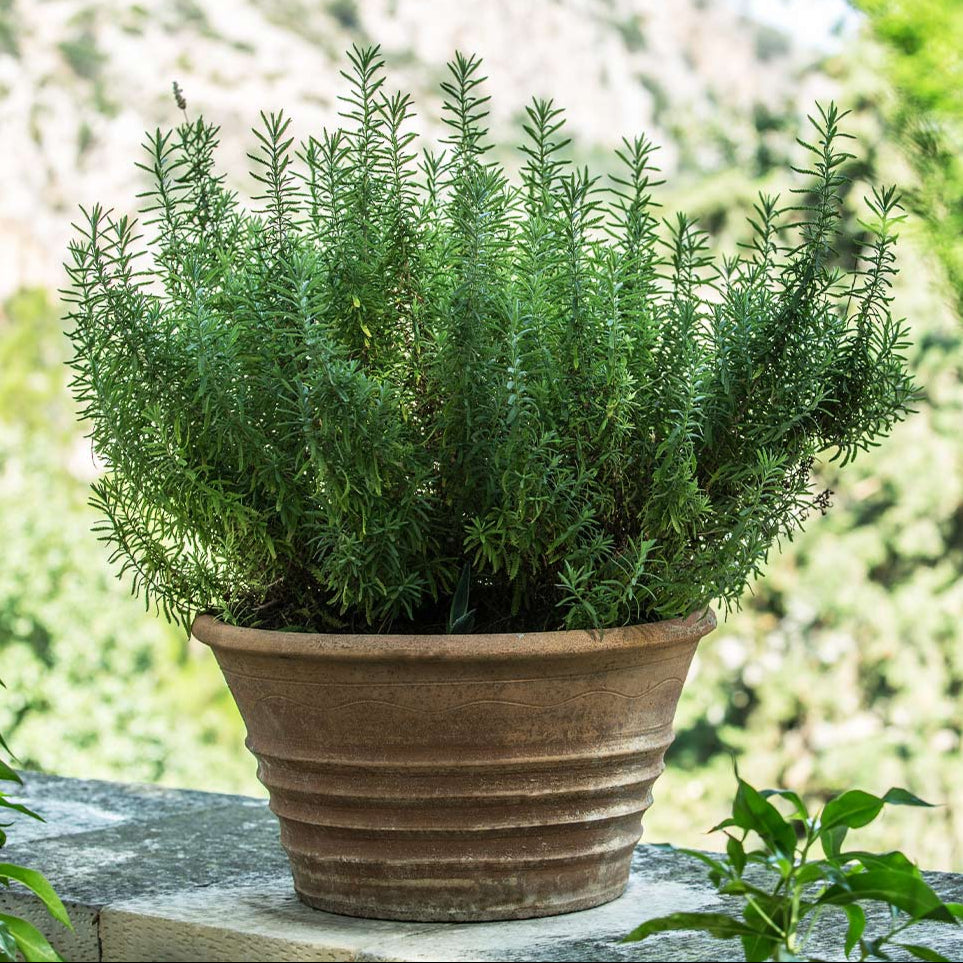 'Tuscan Blue' Rosemary