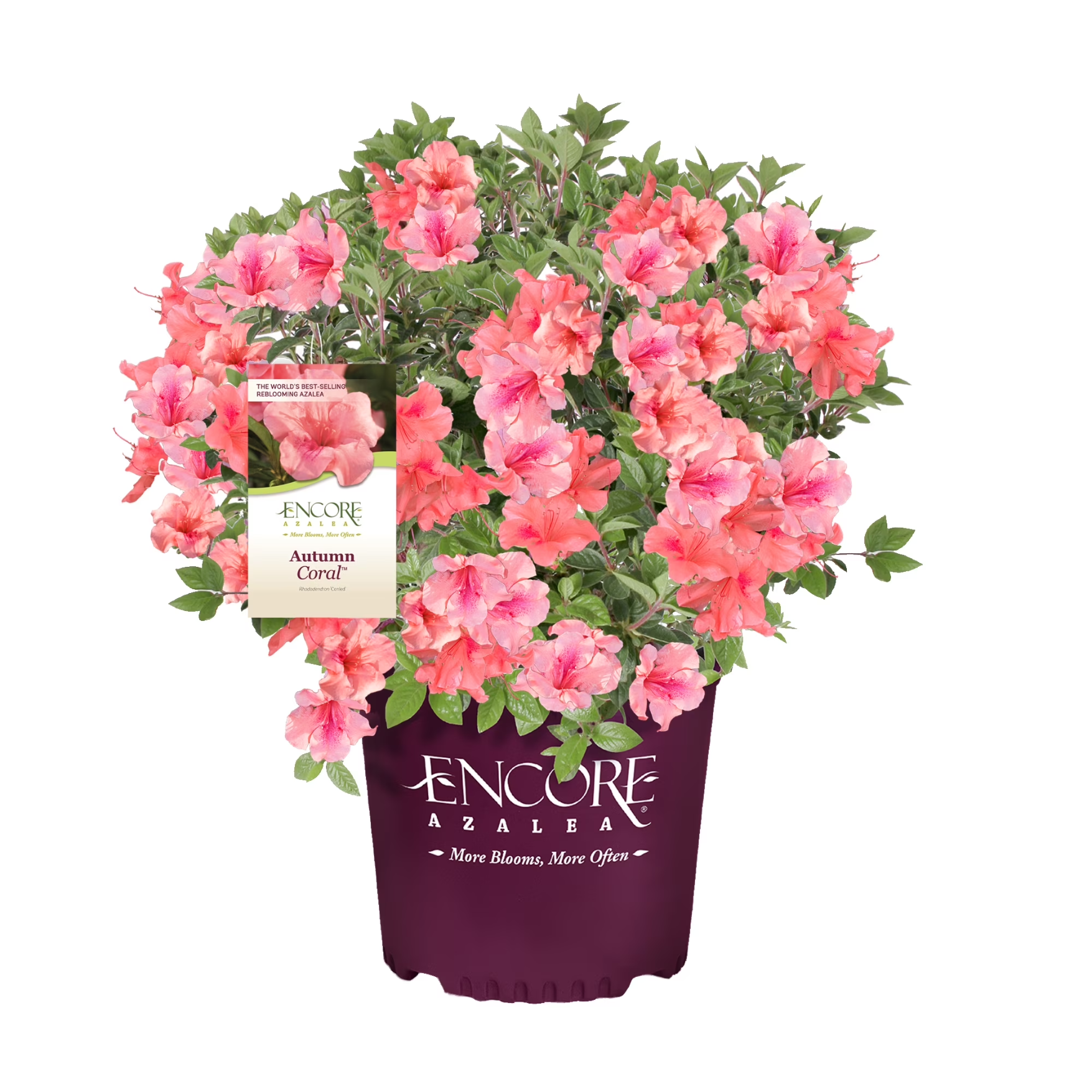 Autumn Coral® Encore® Azalea