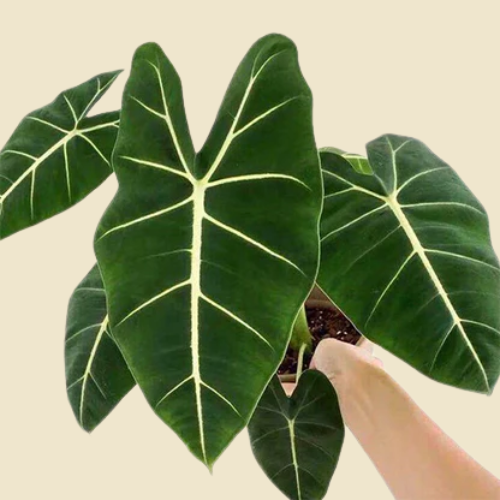 Alocasia 'Frydek' 6"