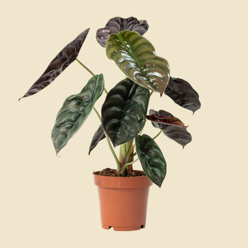 Alocasia 'Red Secret' 6"