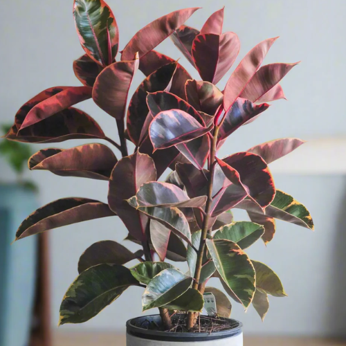 Ficus Elastica 'Ruby'