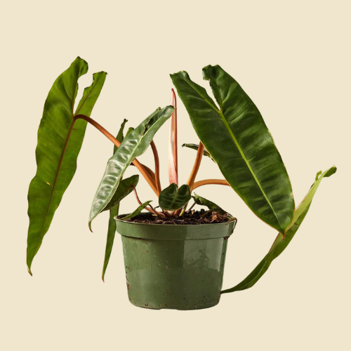 Philodendron 'Billietiae' 8" HB