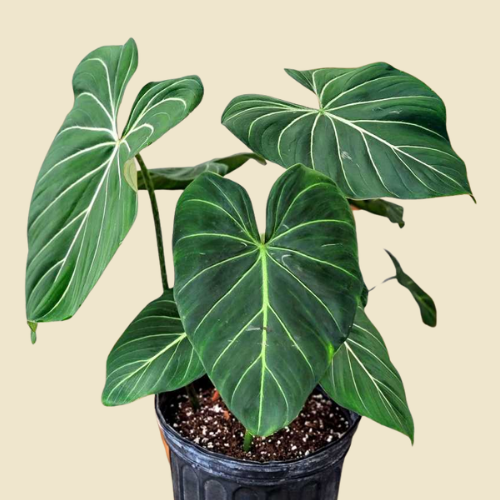 Philodendron 'Gloriosum' 6"