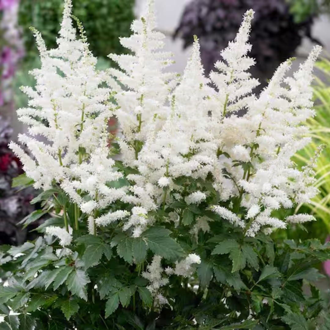 'Bridal Veil' Astilbe