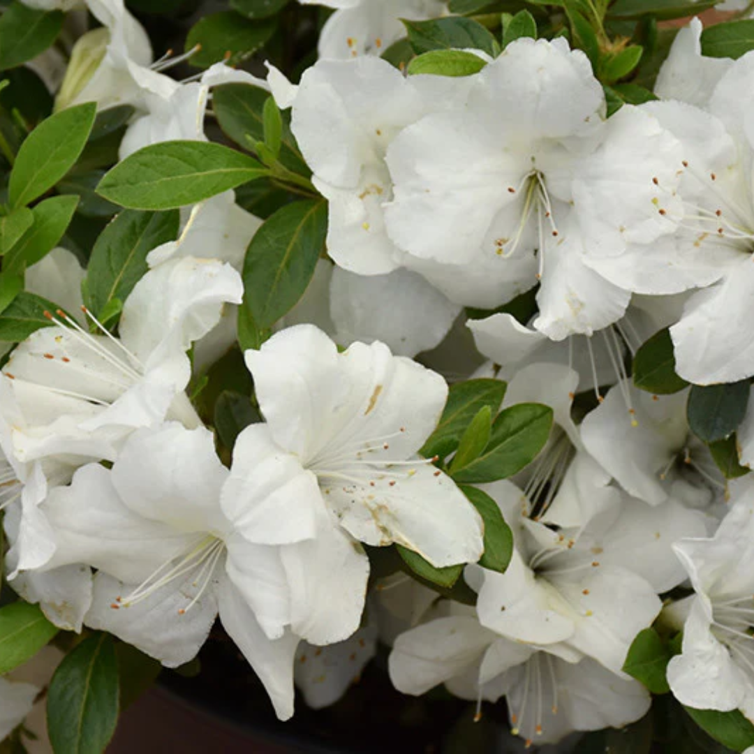 Autumn Ivory® Encore® Azalea