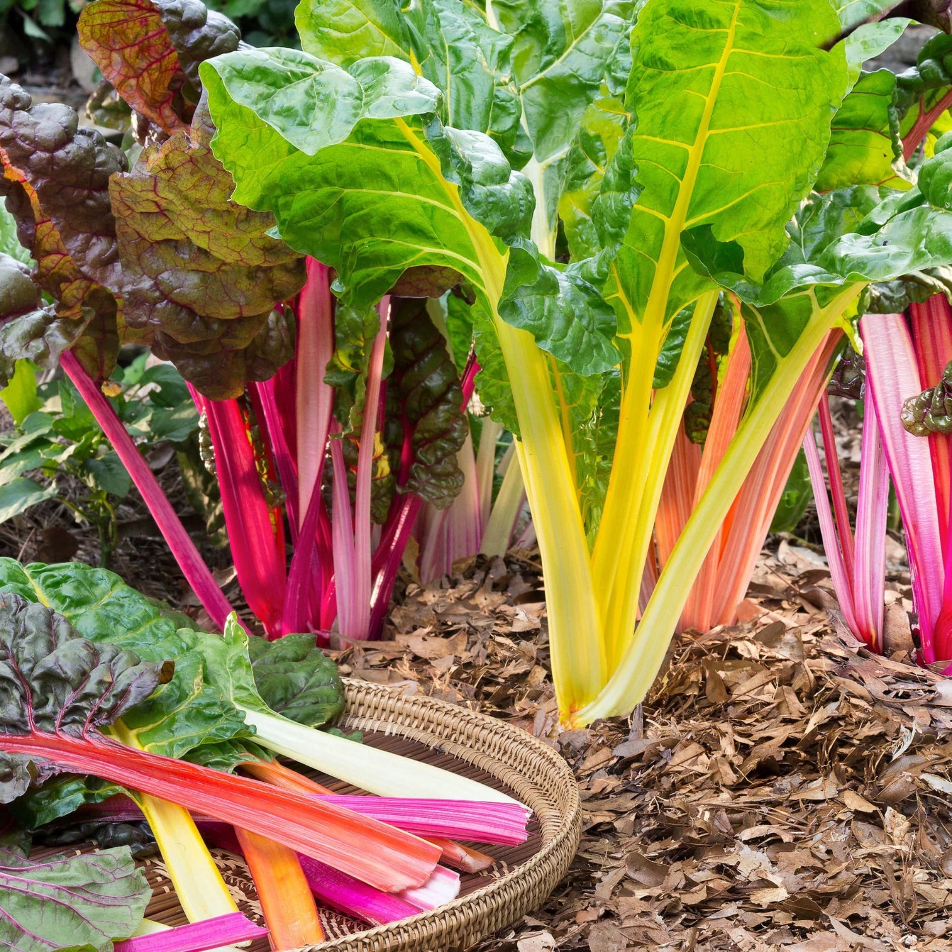 'Bright Lights' Swiss Chard