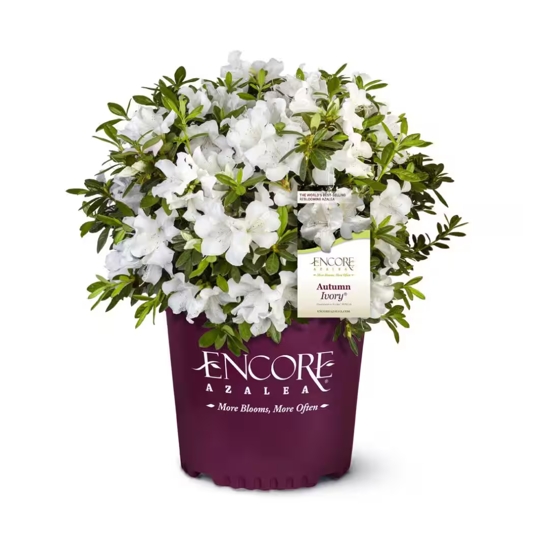 Autumn Ivory® Encore® Azalea