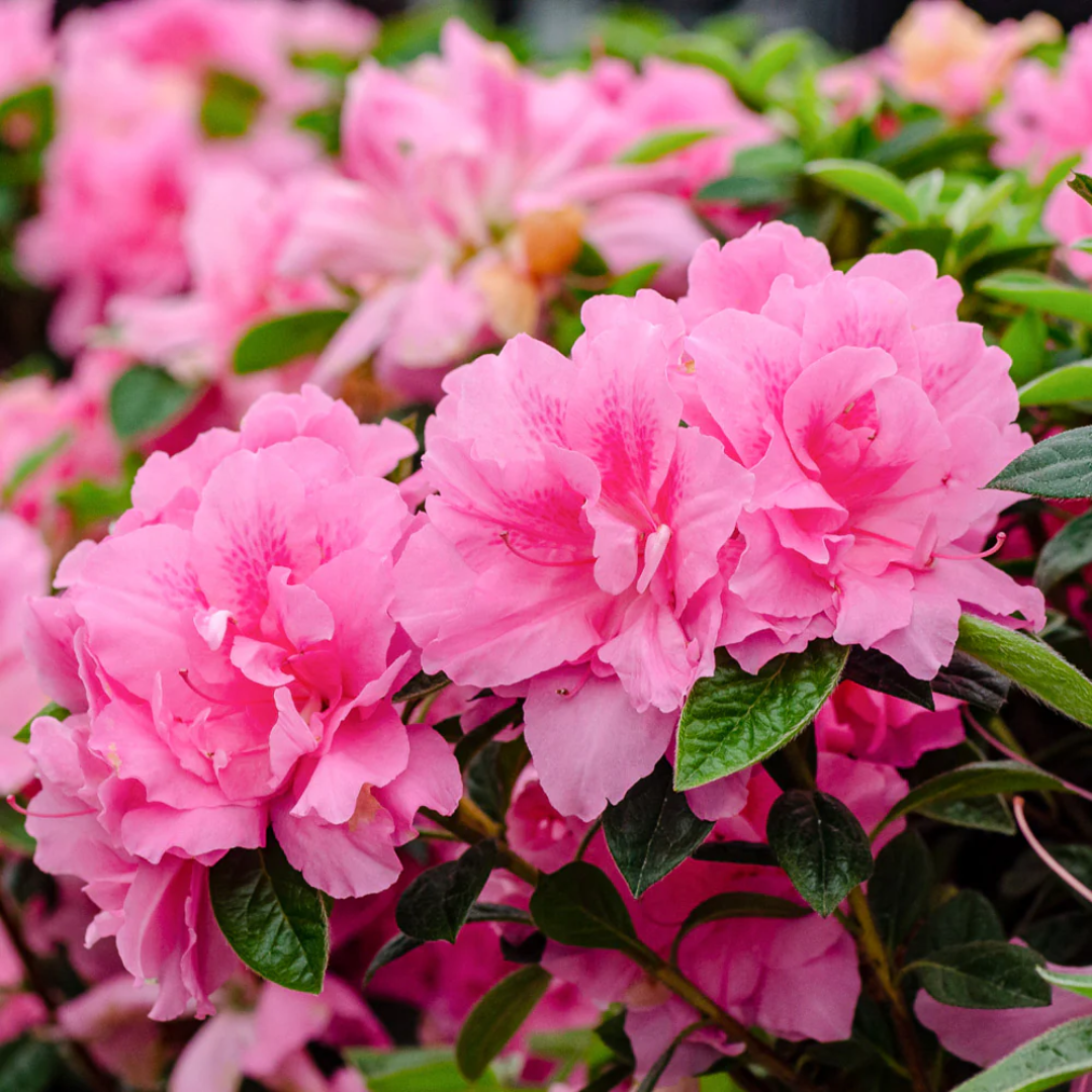 Autumn Carnation® Encore® Azalea