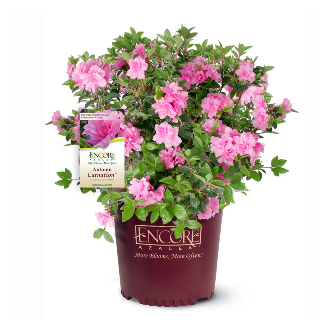 Autumn Carnation® Encore® Azalea