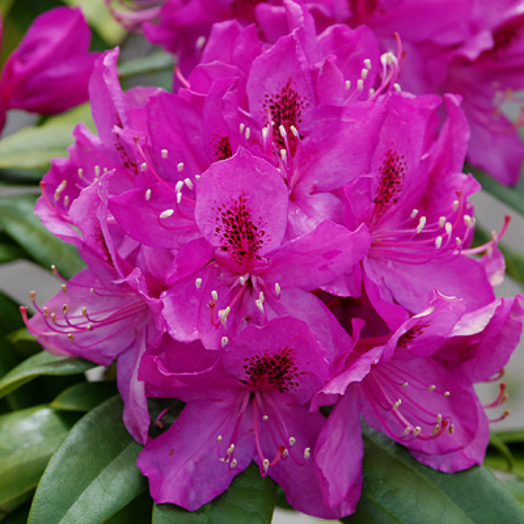 Rhododendron 'Anah Kruschke'