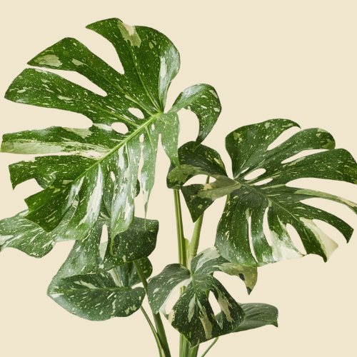 Monstera 'Thai Constellation' 6"