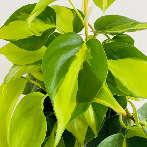 Philodendron 'Brasil' 4"
