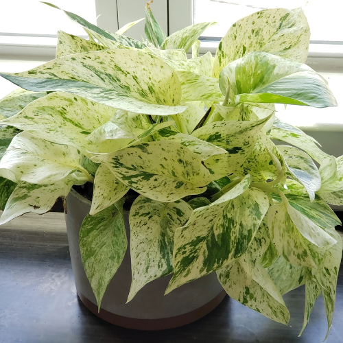 Pothos Marble Queen 4"