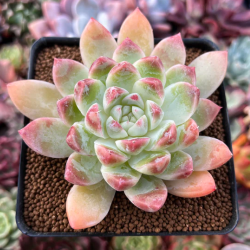 ECHEVERIA Assorted 3"