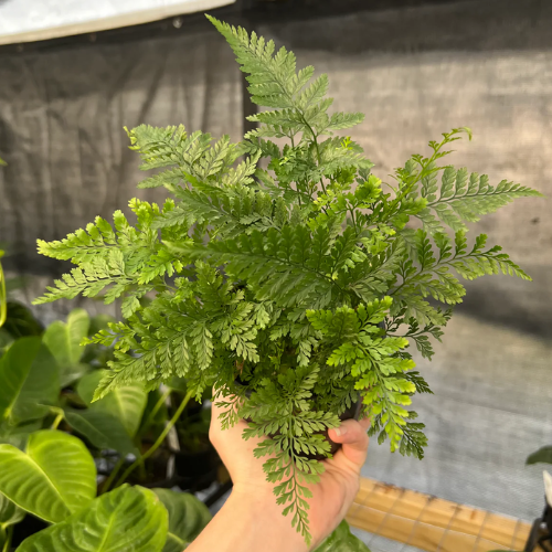 Rabbit Foot Footed Fern 4"