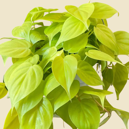Pothos Neon  8" HB
