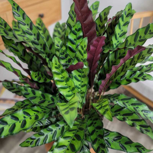 Calathea Rattlesnake 6"
