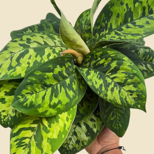 Homalomena Camouflage 6"