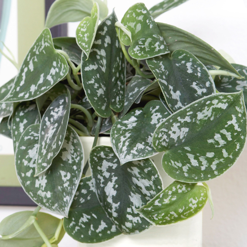 buy satin pothos POTHOS Satin 4"