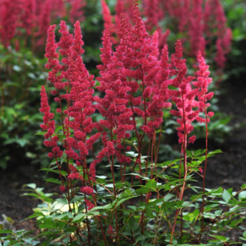 'Fanal Red' Astilbe