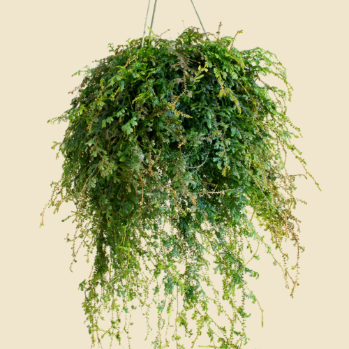 Peacock Moss Fern 8" HB