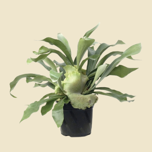 Staghorn Fern 'Netherland' 6"