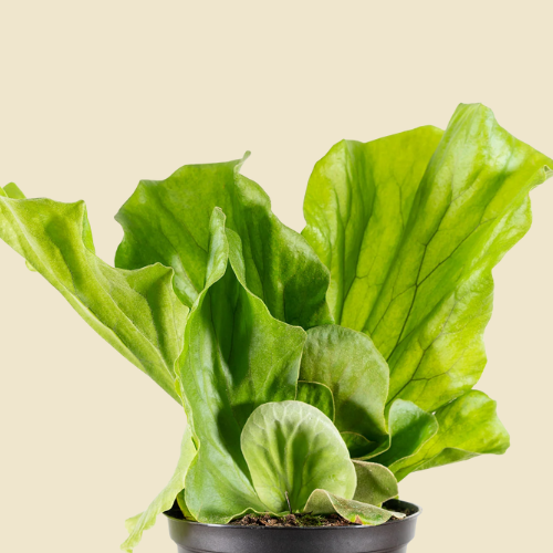 Elephant Staghorn Fern 6"