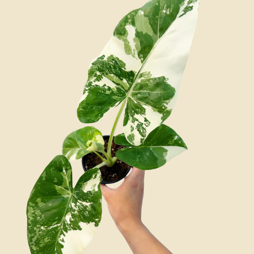 Alocasia 'Appaloosa Gold' 6"