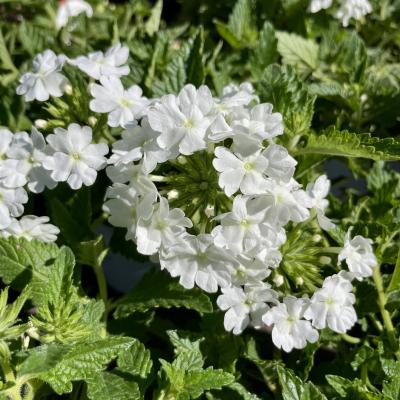 Verbena Superbena® Whiteout™