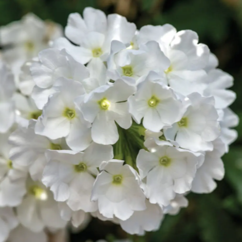 Verbena Superbena® Whiteout™