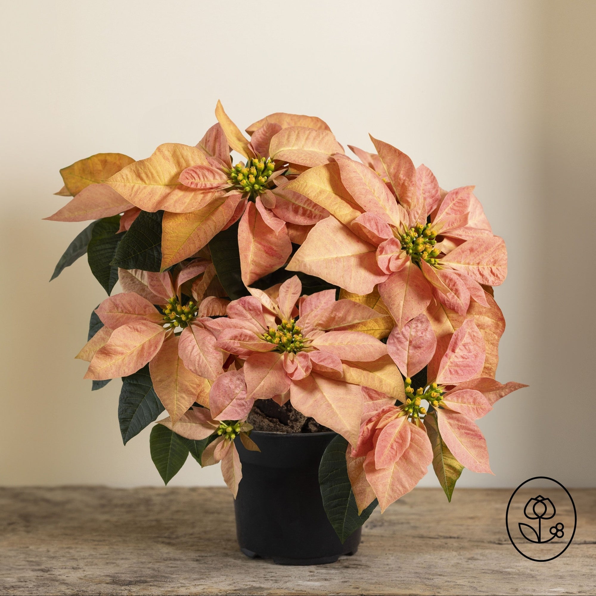 6.5" Poinsettia 'Viking Cinnamon'